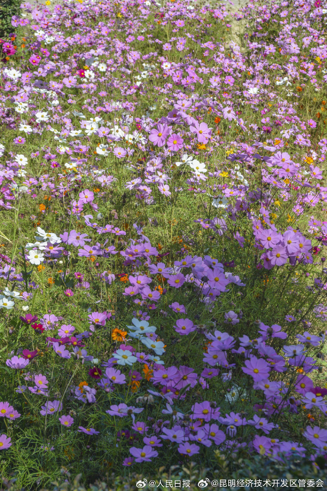 昆明经济技术开发区管委会