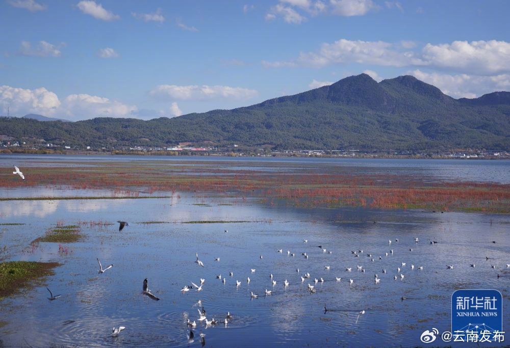 云南丽江：生态湿地鸟儿欢_http://www.mainten.cn_cns_第1张