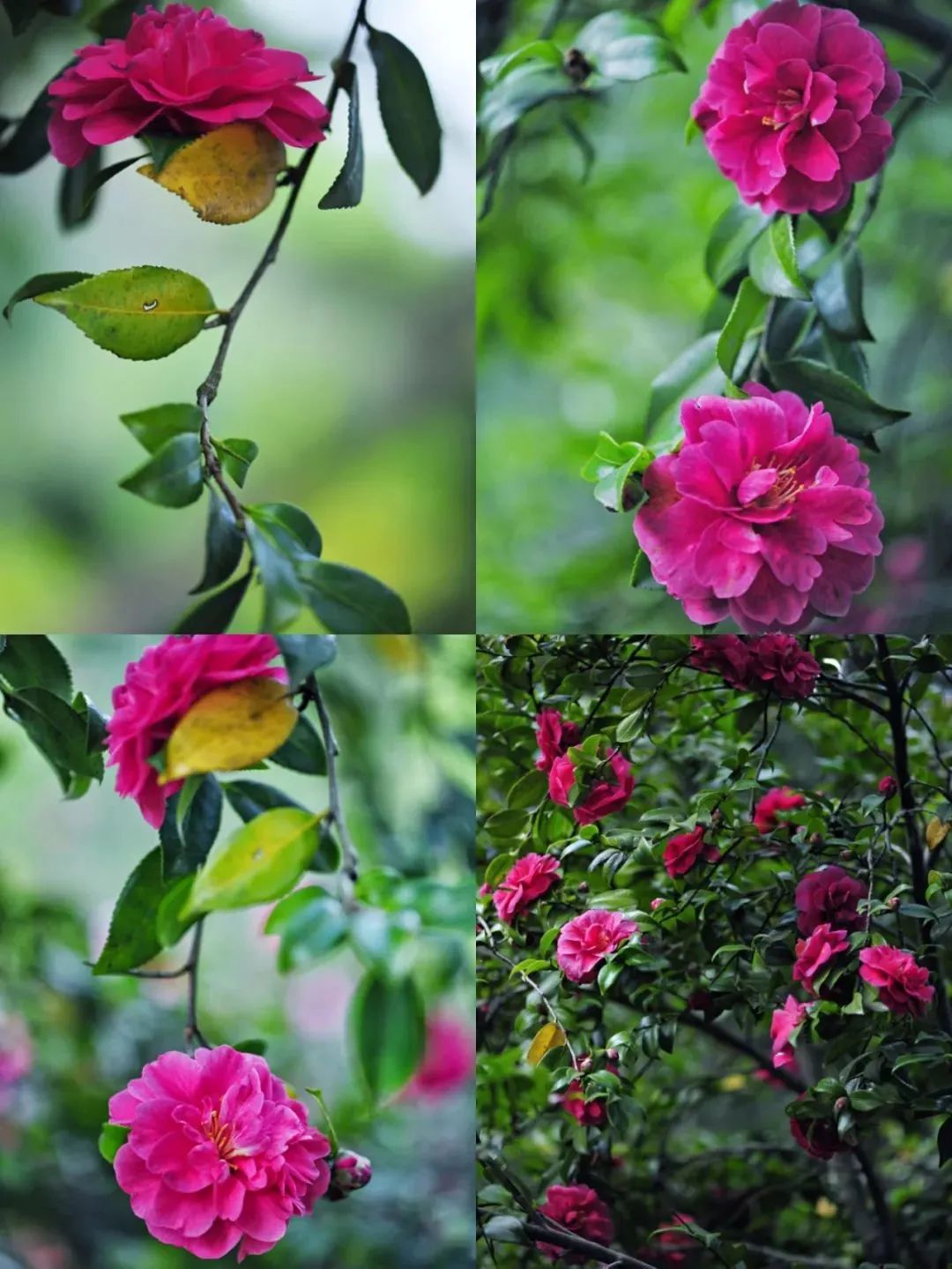 昆明市金殿名胜区