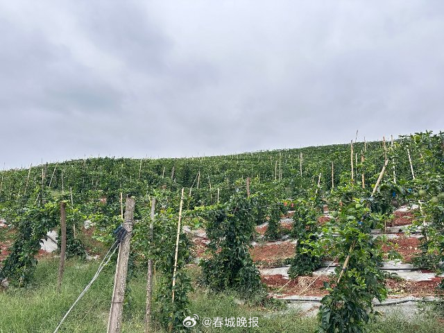 来去有念 何以开远 | 高标准农田建设助农增收