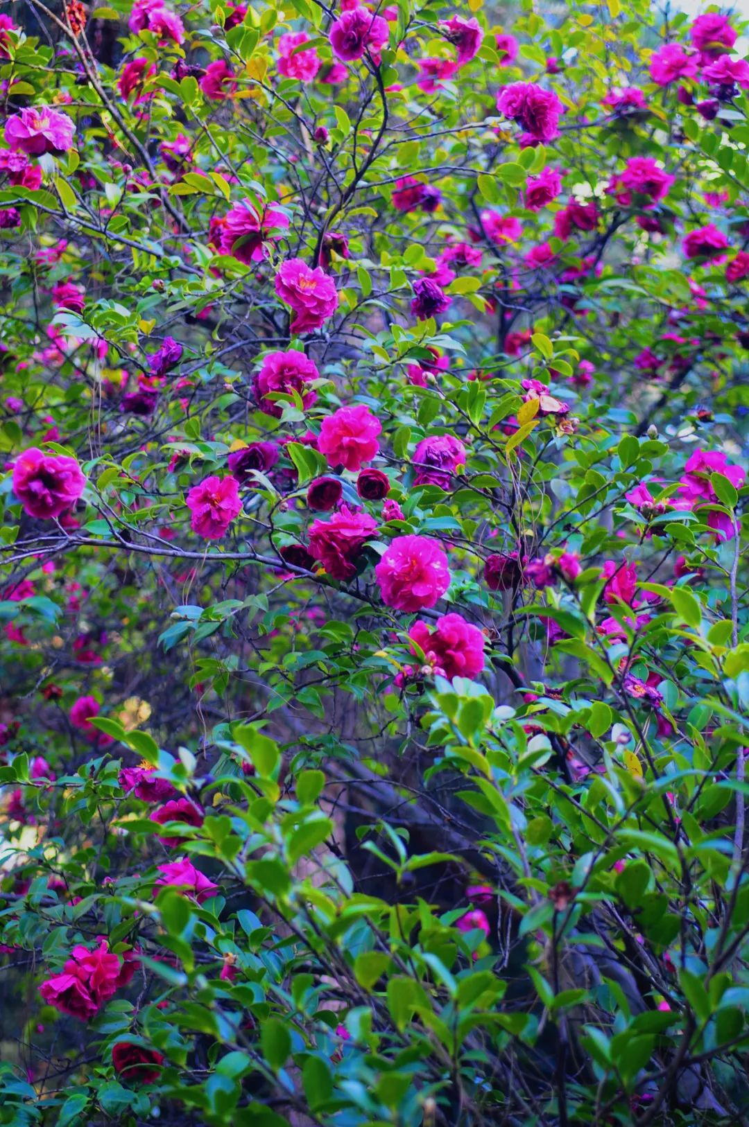 昆明市金殿名胜区