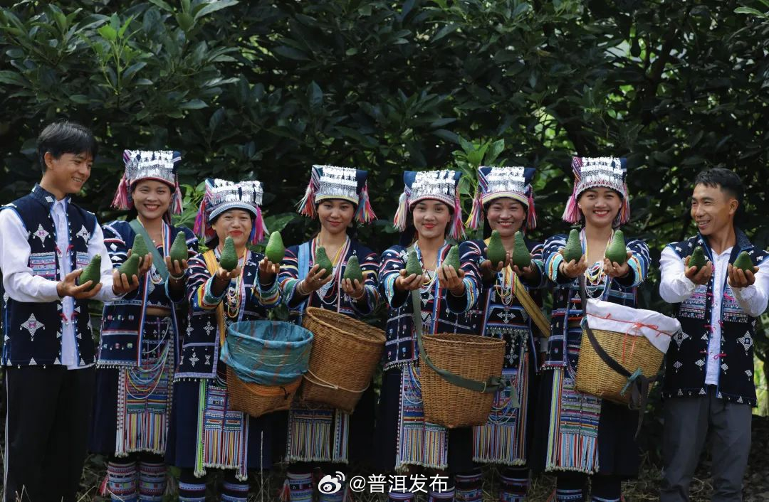  孟连：创新“334”利益分配机制 共享牛油果产业发展红利