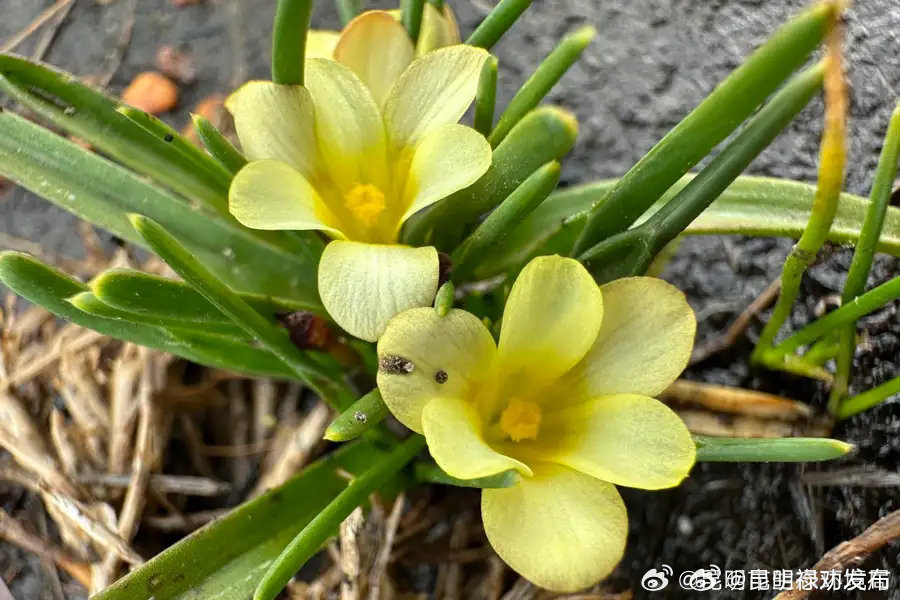 英杂志：以为灭绝40年，迷你银河花再现非洲