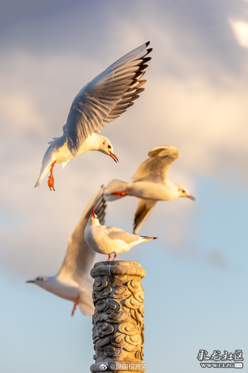昆明信息港微博