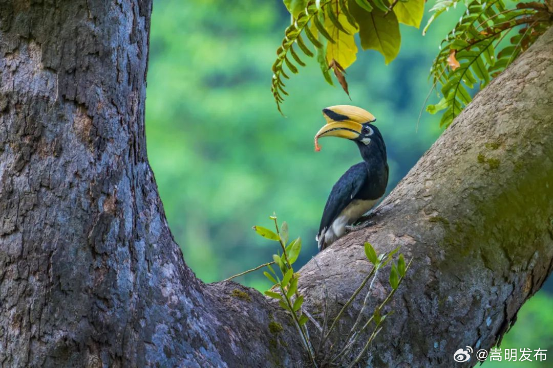 青山之赐：生态观鸟，让偏远小山村变身“中国观鸟圣地”