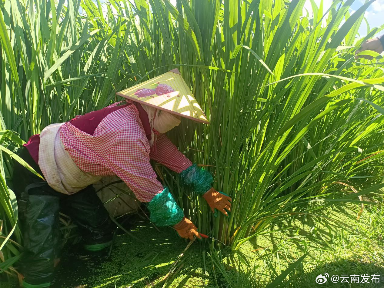 云南发布