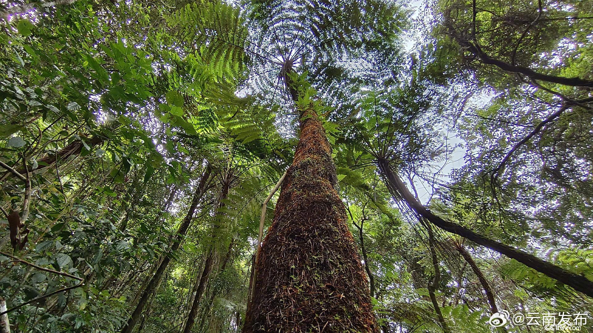 普洱宁洱“植物界活化石”桫椤分布面积超3000亩