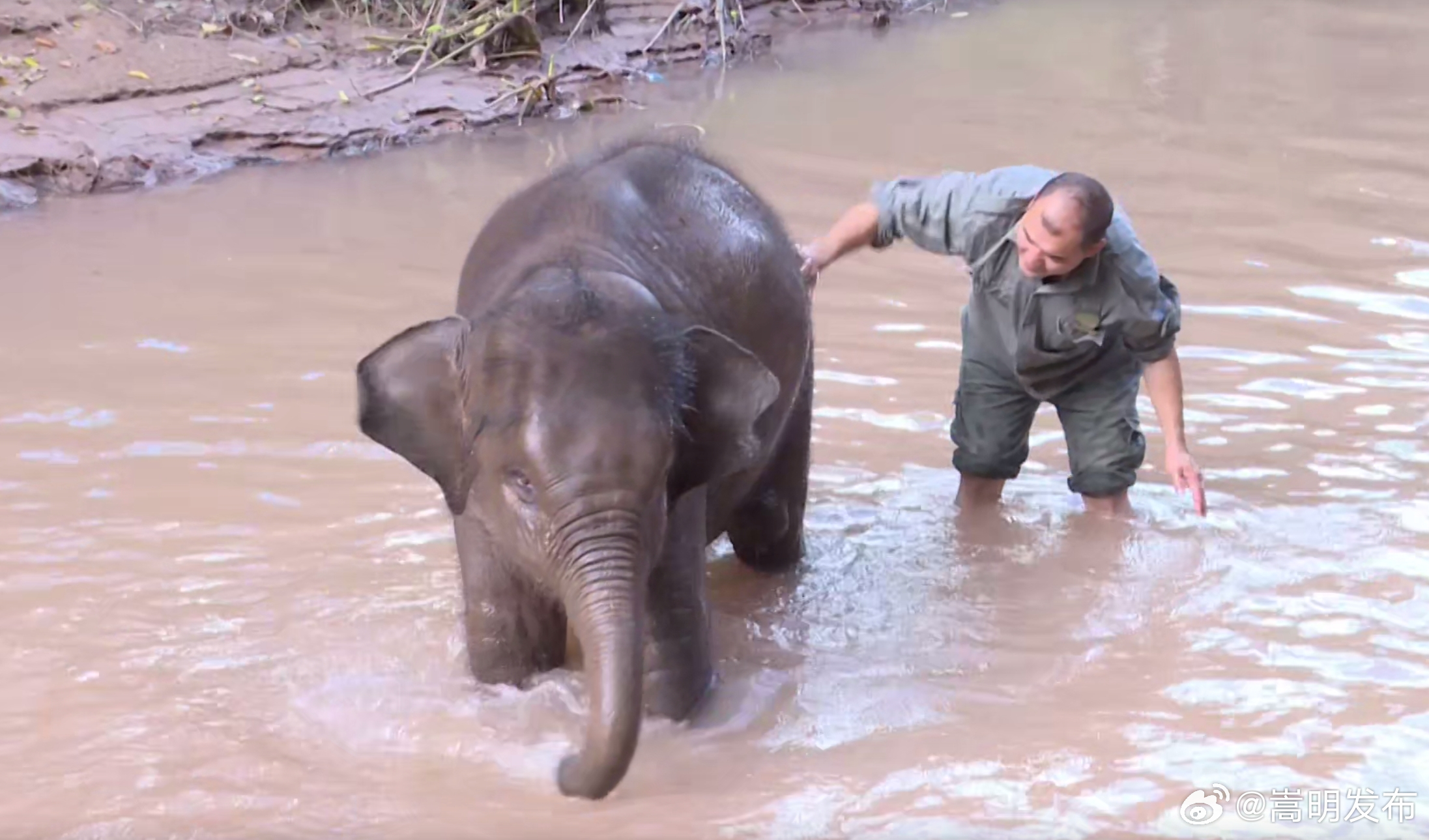 大道致远 和合共生丨“象爸爸” ：用温情守护亚洲象