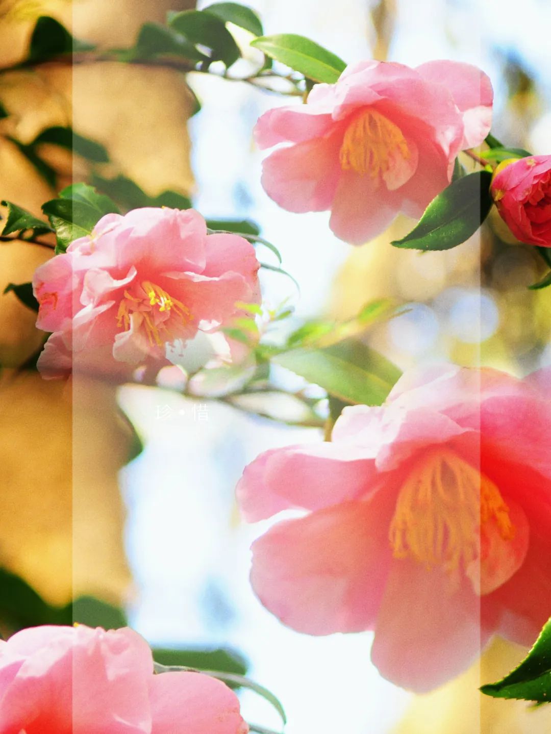 昆明市金殿名胜区