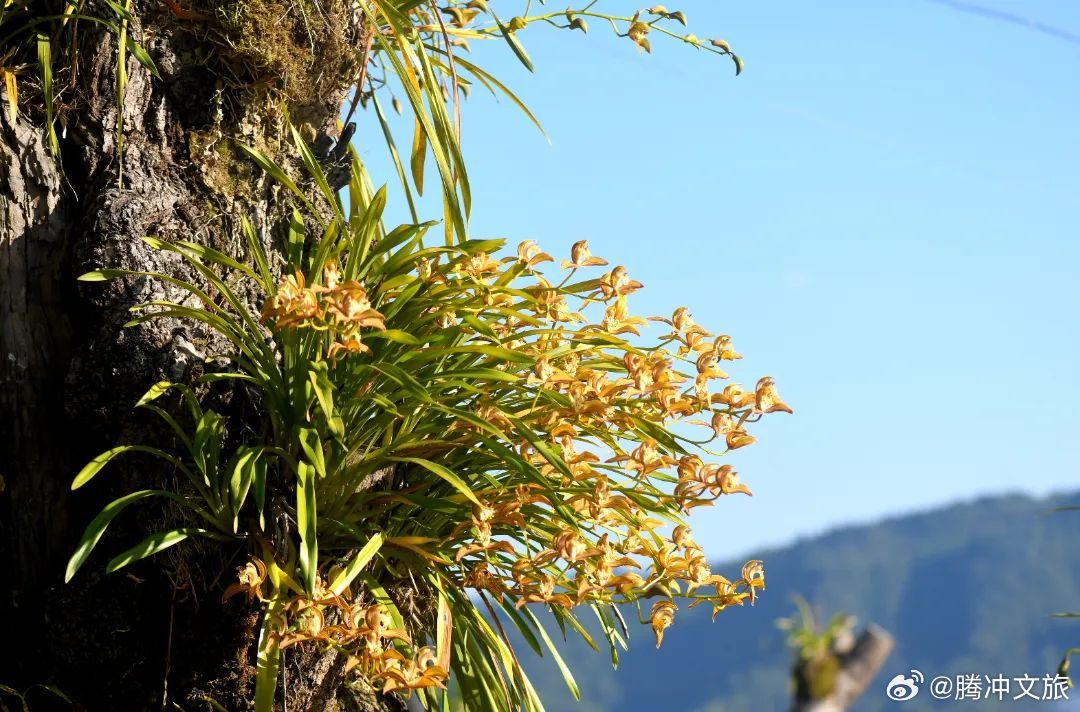 腾冲文旅