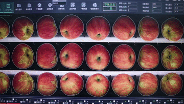 给苹果做“CT” 外表光鲜的坏果这样挑出来