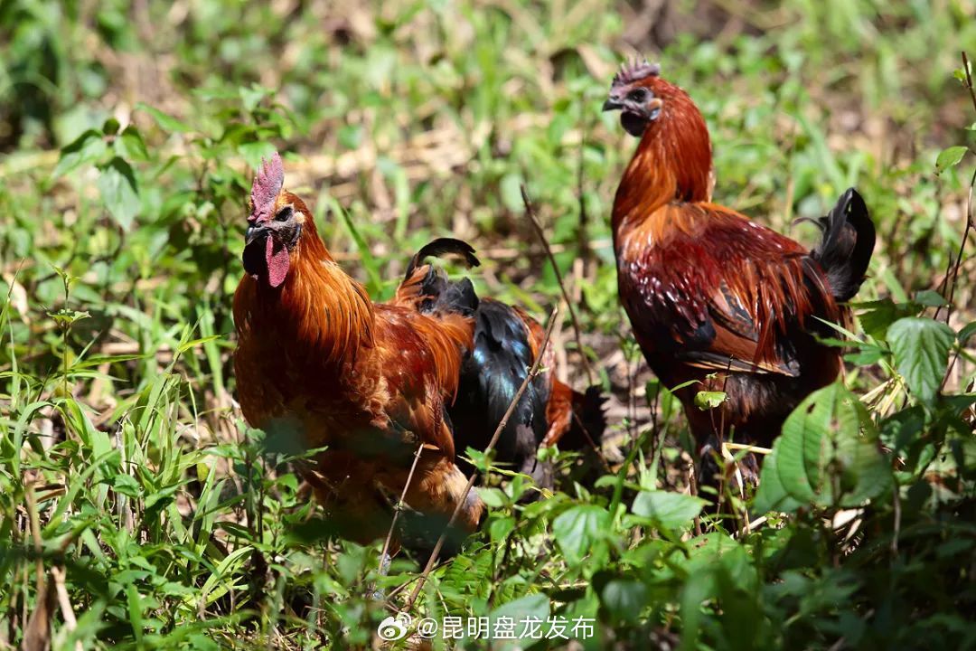 云县：抢抓“鸡”遇 山地鸡变身“金凤凰” 实现年产值4.5亿元