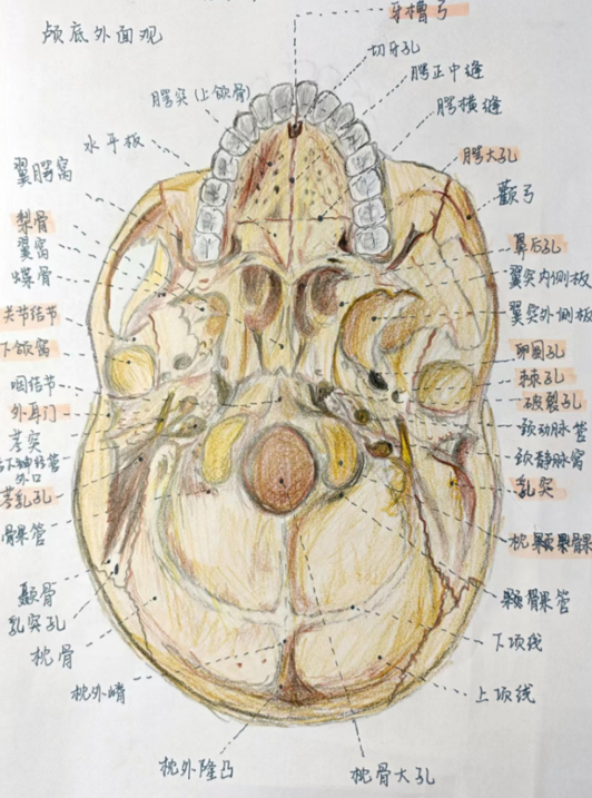 内容极度舒适！天大学霸的神仙笔记_http://www.mainten.cn_cns_第2张