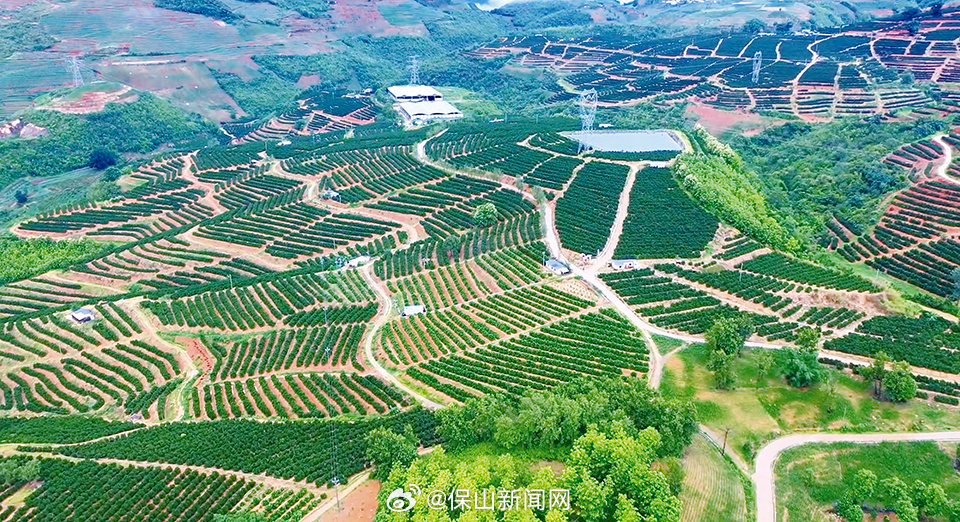 勐糯镇万亩褚橙基地迎来大丰收