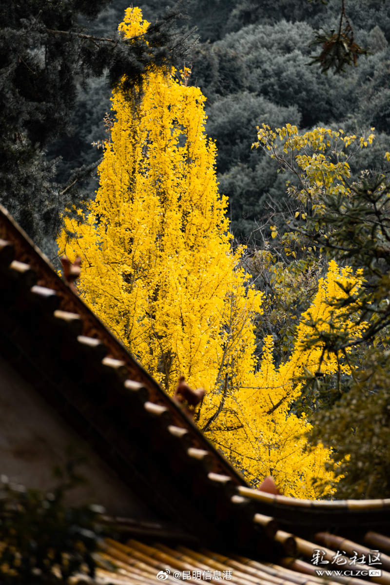 昆明信息港微博