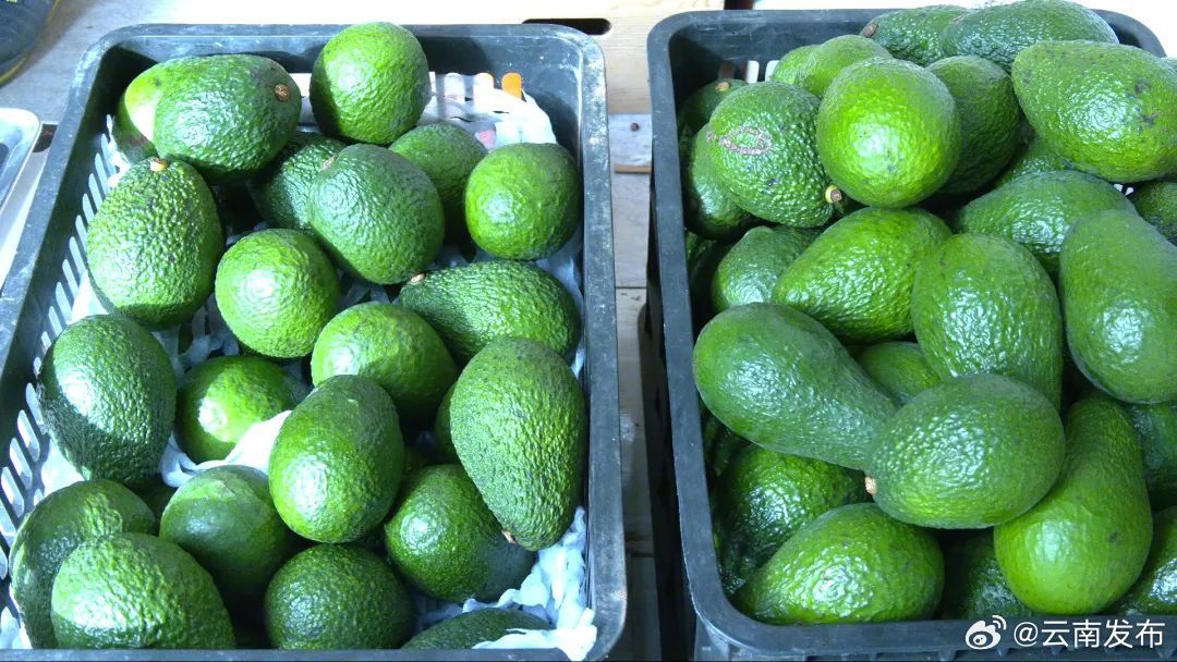 孟连牛油果有望实现产值6亿元