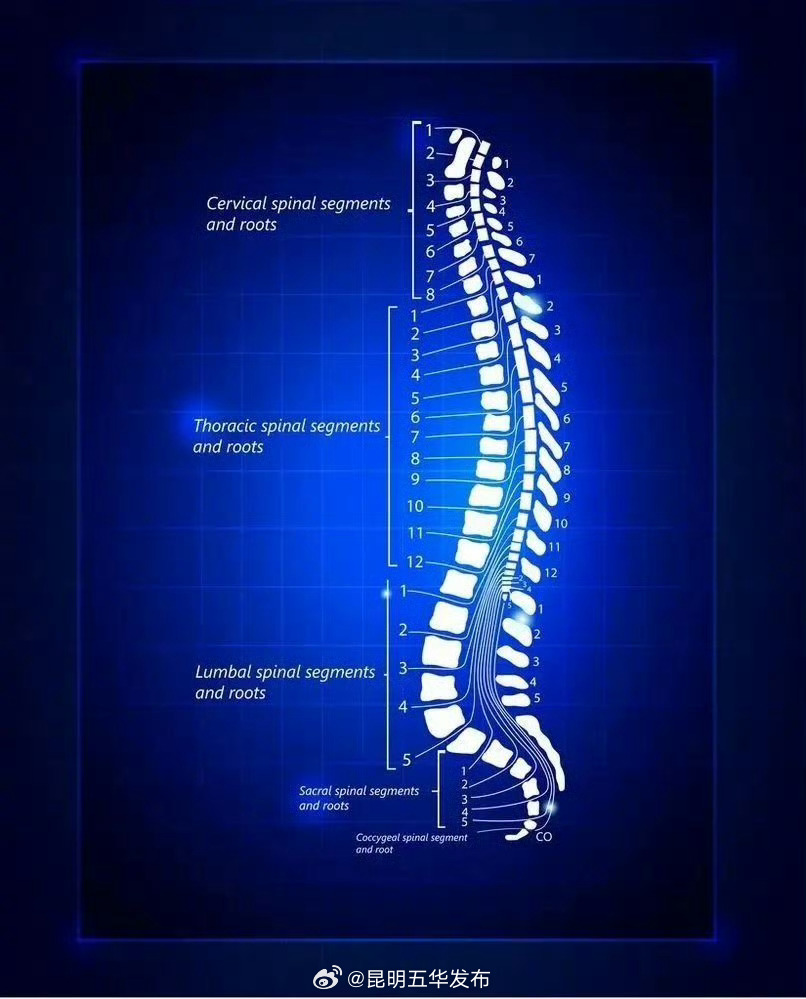 背部太挺直可能是平背综合征