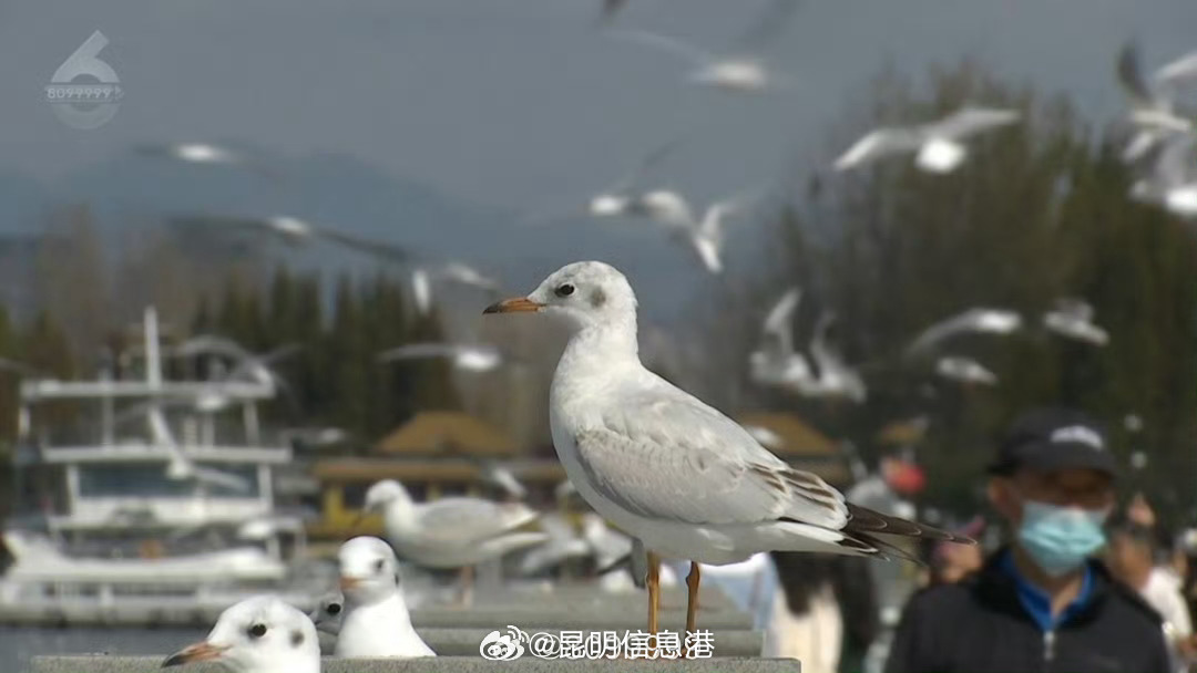 昆明信息港微博