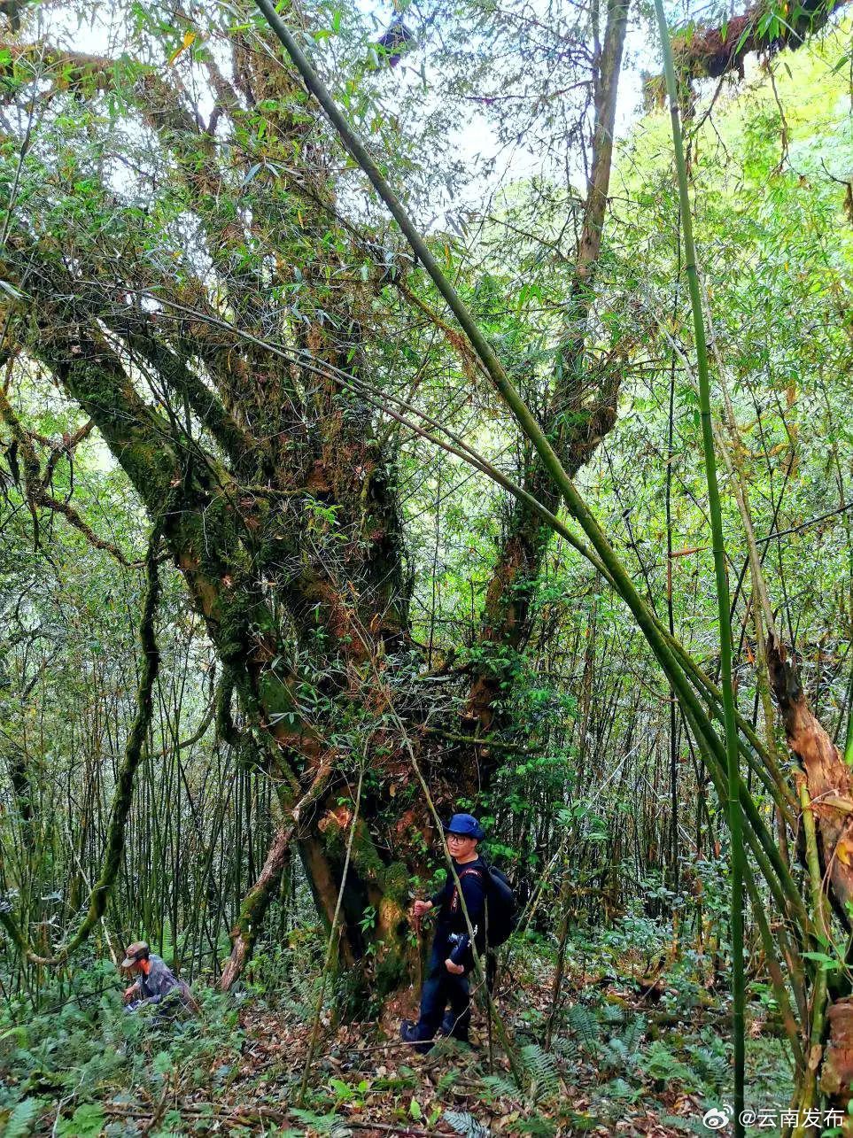 临沧发现一株野生喜马拉雅红豆杉