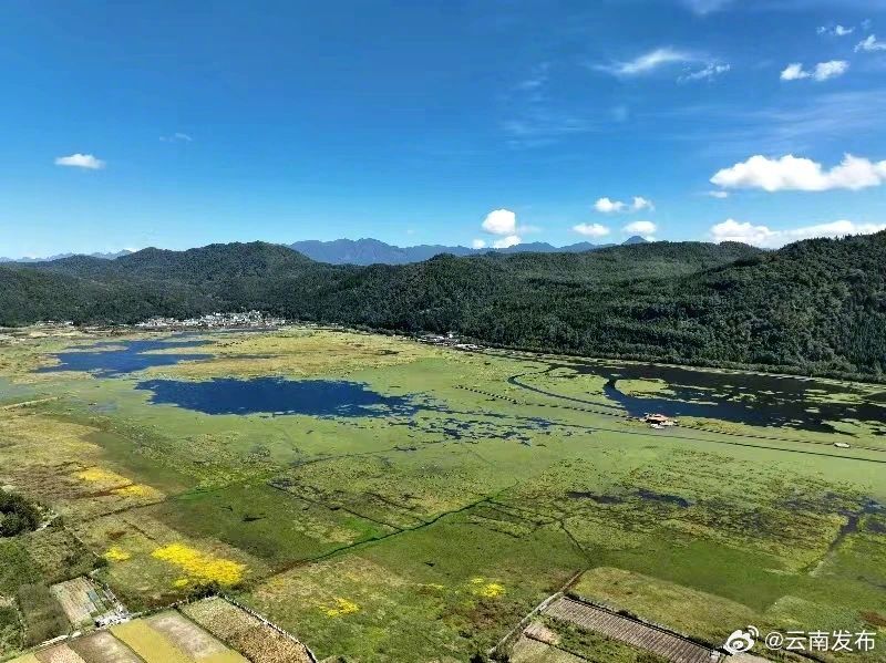 全国首个野生莼菜原生境保护点落户腾冲
