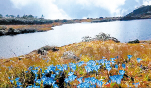 轿子山秋景如画