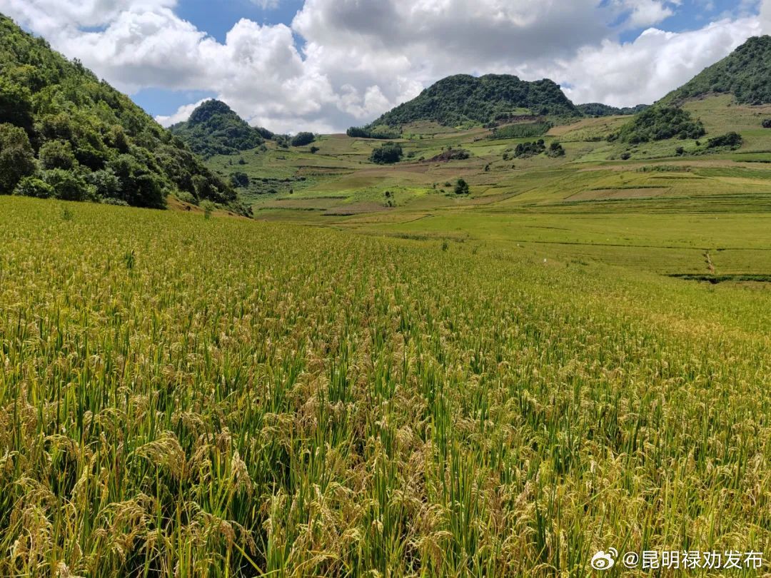 丰收之光：科技让“丰”景美了，村庄变了，生活红火了