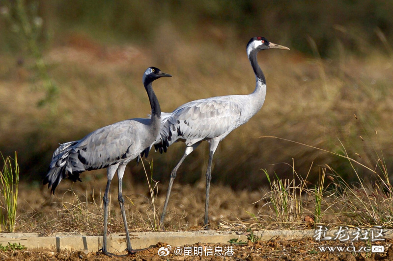 昆明信息港微博