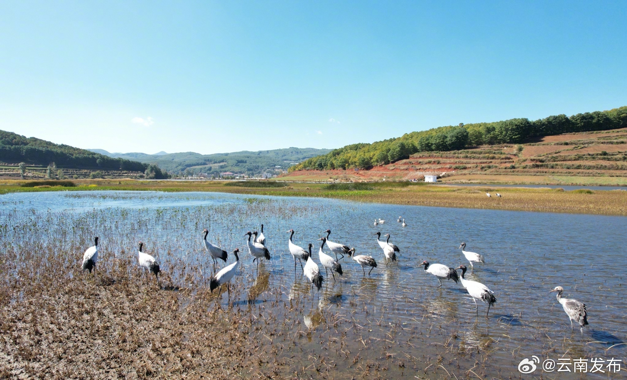 首批21只黑颈鹤“先头部队”飞抵昭通马树湿地越冬