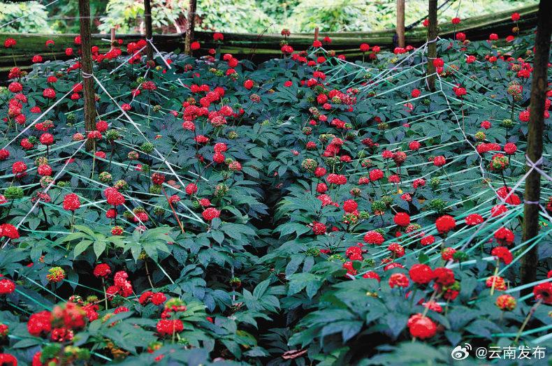 预计总产值超340亿元！文山州三七为主的生物医药产业“钱景”无限