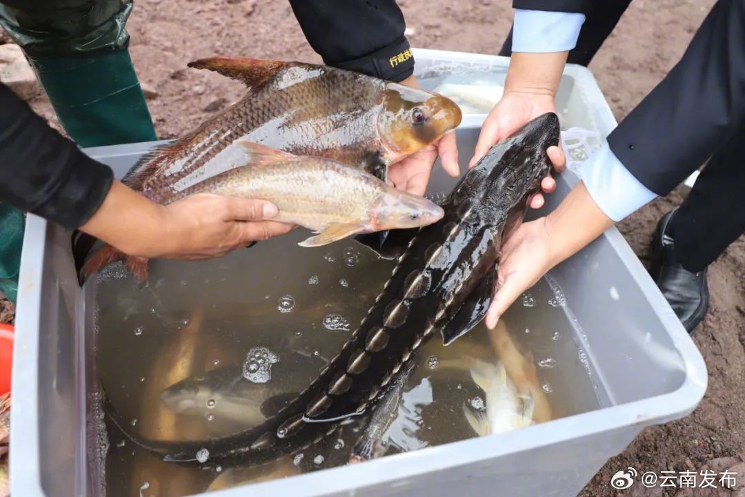 多种珍稀鱼类现身长江流域金沙江水富段