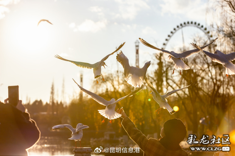 昆明信息港微博