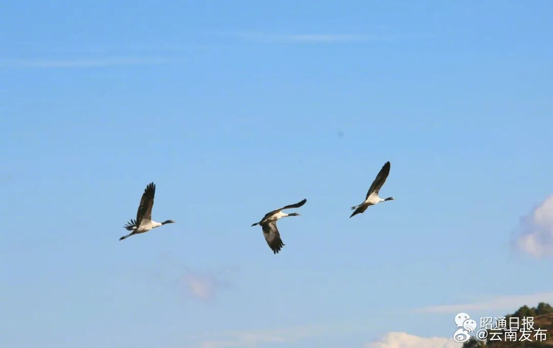 首批黑颈鹤飞抵云南大山包黑颈鹤国家级自然保护区