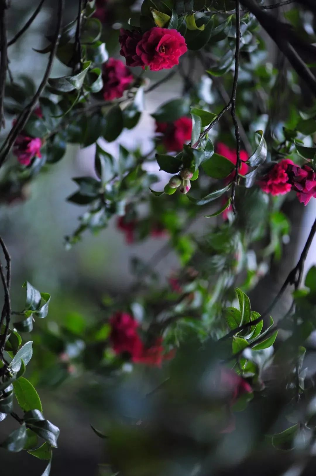 昆明市金殿名胜区