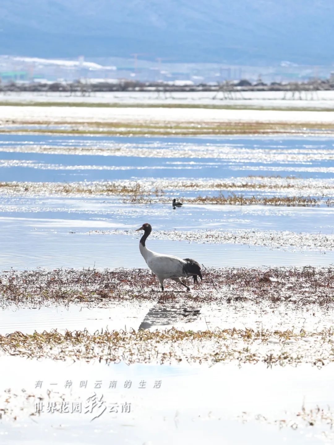 世界花园彩云南 | 一场冬雪 把美丽留在了纳帕_http://www.mainten.cn_cns_第4张