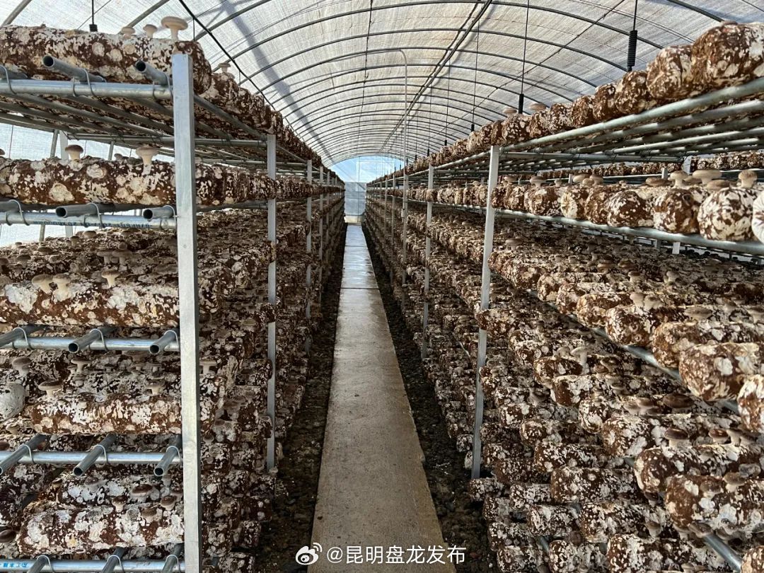 昆明盘龙发布