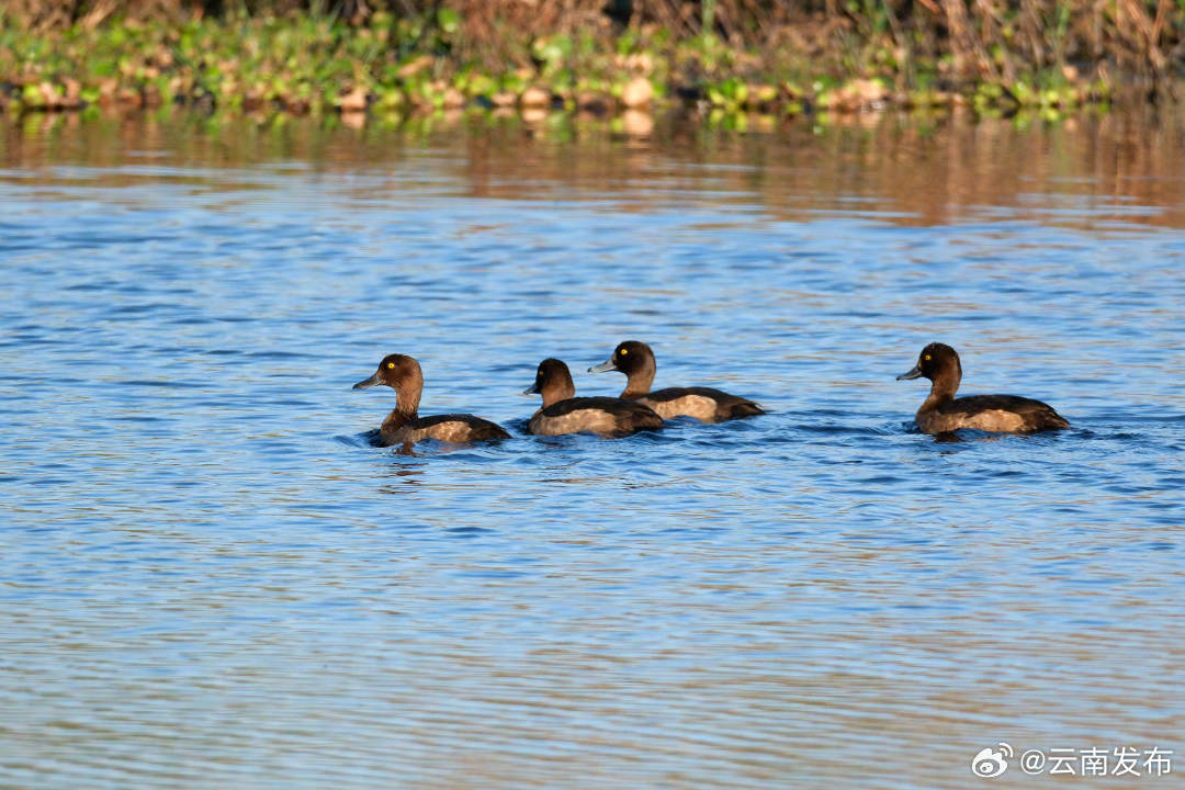 昆明南滇池国家湿地公园迎来越冬候鸟