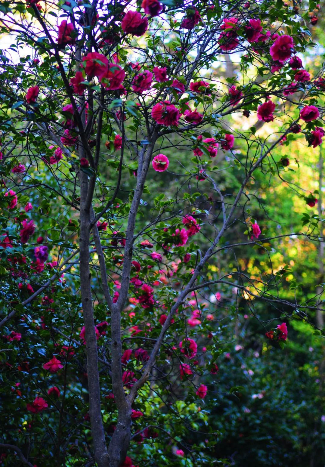 昆明市金殿名胜区