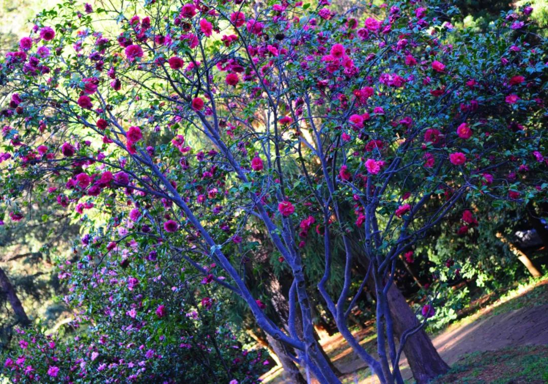 昆明市金殿名胜区