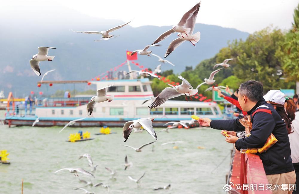 为红嘴鸥织起法治保护网——写在《昆明市文明观赏红嘴鸥规定》施行之际