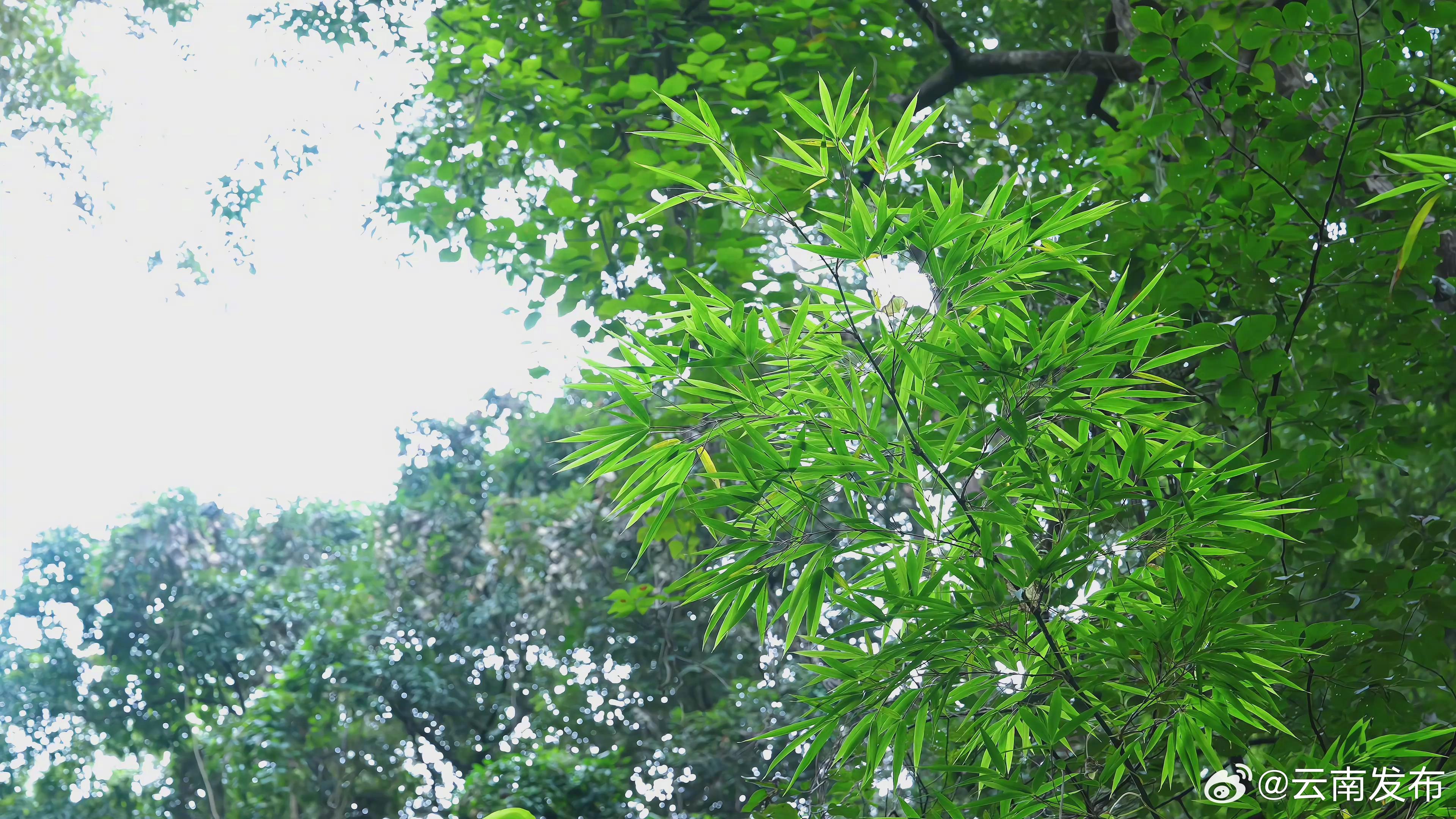云南发布