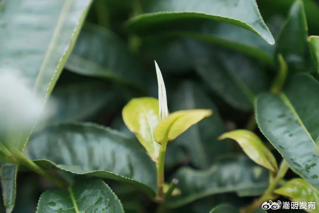 西双版纳—澜沧“航空+茶文旅”航线开通