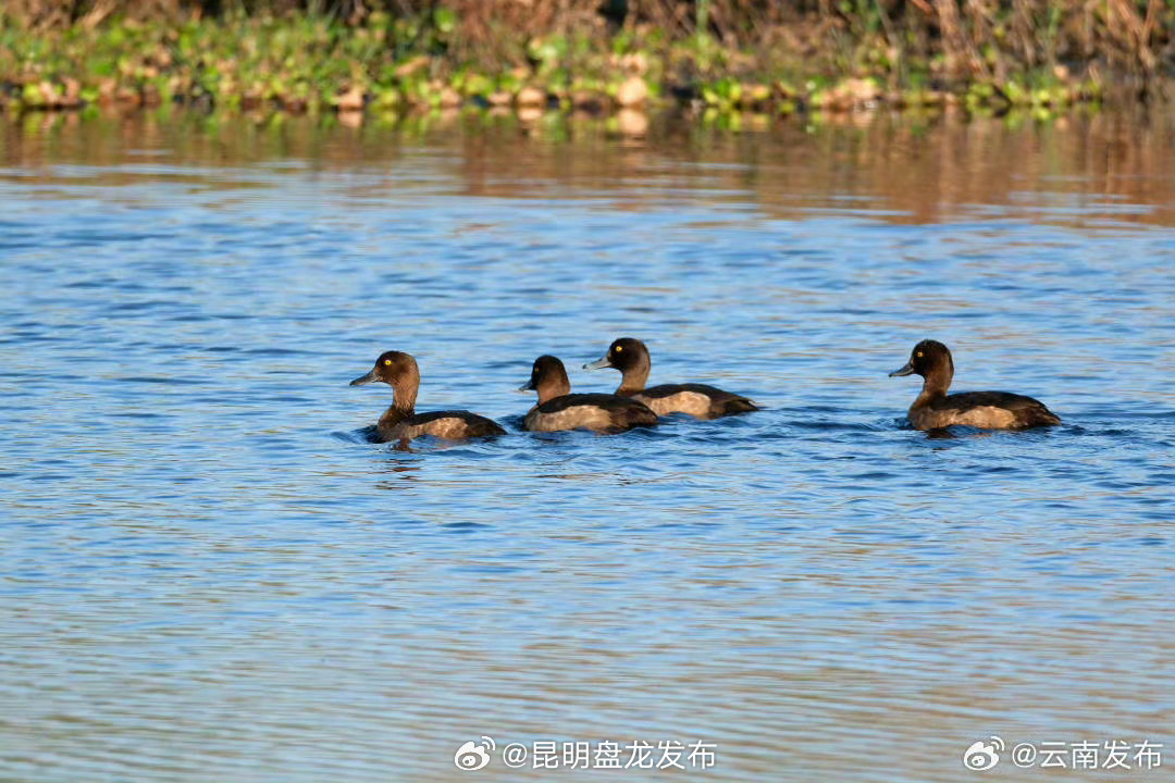 昆明南滇池国家湿地公园迎来越冬候鸟