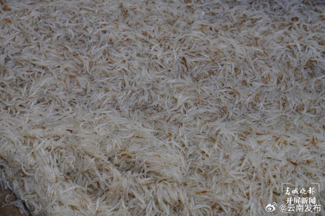 阳宗海开湖3天捕获银鱼24吨