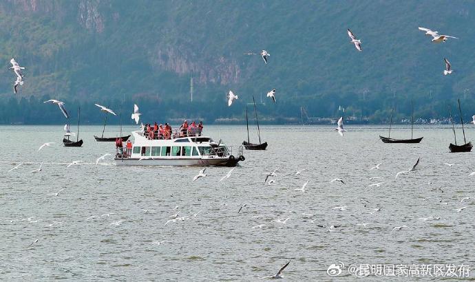 5000多只红嘴鸥抵达春城