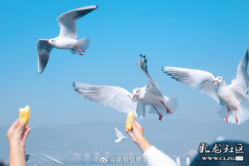 昆明信息港微博