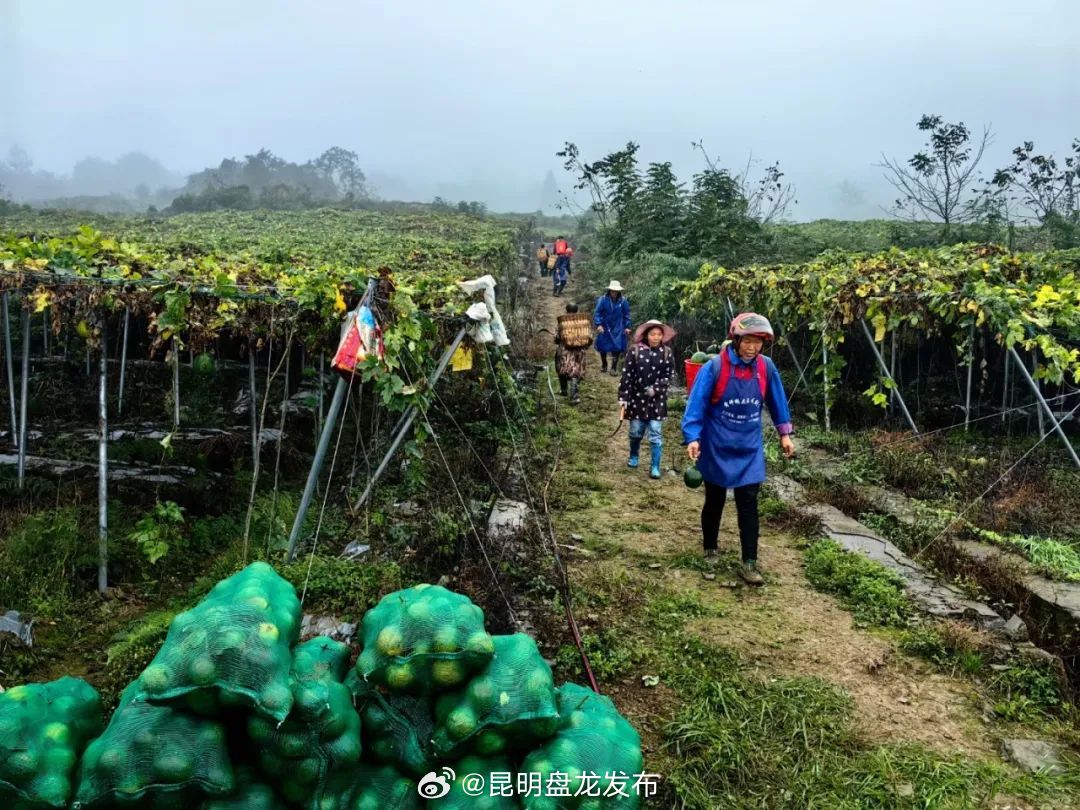 绥江百亩瓜蒌迎来首次采收