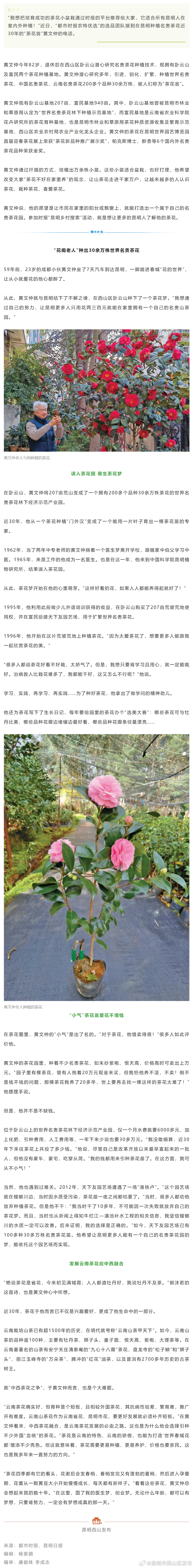“花痴老人”在昆明种出30余万株世界名贵茶花