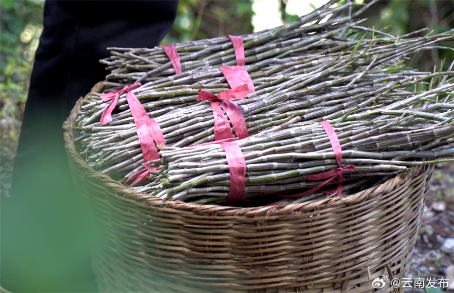 保山龙陵：4万多亩石斛迎来丰收季