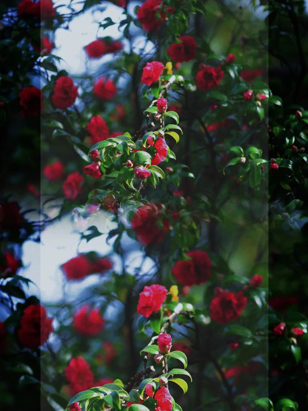 昆明市金殿名胜区