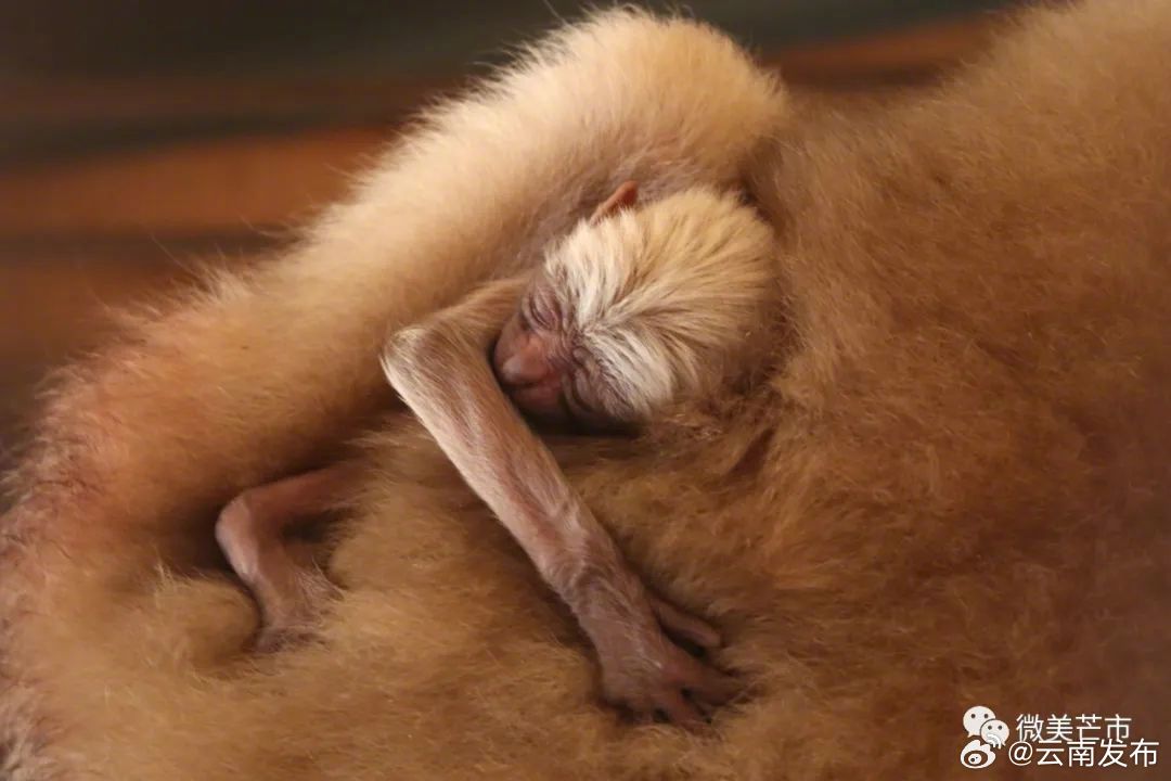 又一只人工繁育的白眉长臂猿在德宏芒市降生